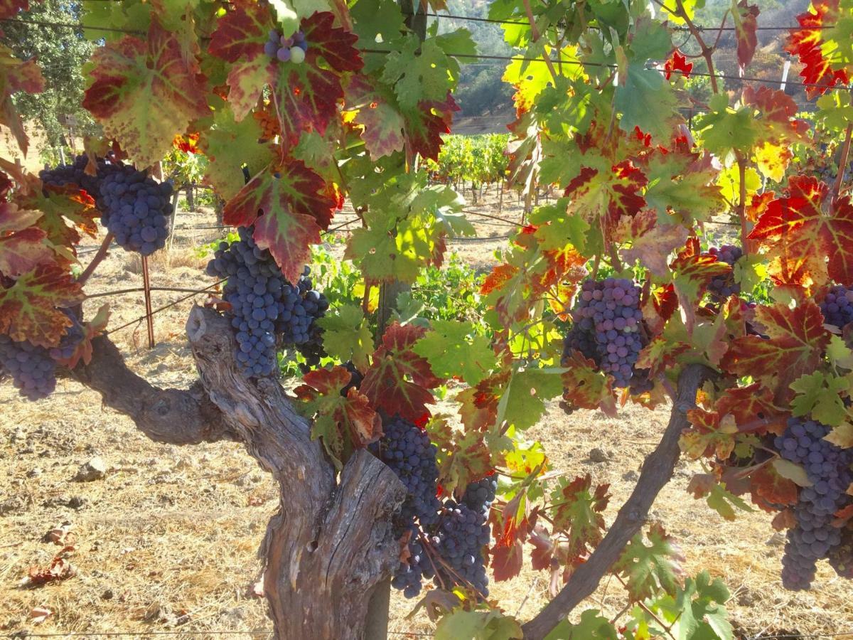 مبيت وإفطار ست. هيلينا Rustridge Ranch & Winery المظهر الخارجي الصورة